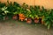 Tropical Plants Green in Orange Pots Background