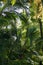 Tropical plants growing in botanical greenhouse. Orangery interior with evergreen palms and fern