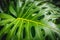 Tropical plants, leaf of Monstera /Philodendron leaves