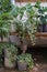 Tropical plants with lush green leaves in grey and black pots standing on counter and floor in shop