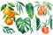 tropical plants, monstera, orange twig, peaches and palm leaves, botanical painting