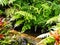 Tropical plants overhanging small stream