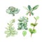 Tropical plants succulents Pachyphytum, echeveria, peperomia, kalanchoe, adromischus. Botanical watercolor illustration