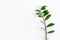 Tropical plants Zamioculcas branch white background top view