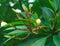 Tropical plumeria blooms after rain surrounded by greenery