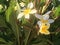 Tropical Plumeria Flowers