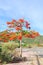 Tropical poinciana red flower tree on the road