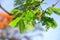 Tropical poinciana red flowers