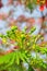 Tropical poinciana red flowers