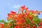 Tropical poinciana red flowers