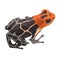 Tropical poison arrow frog isolated