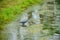 Tropical pond cover by algae