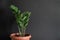 Tropical potted plant Zamioculcas against black wall