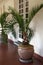 Tropical potted plants