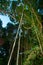 Tropical Pristine jungle with lush foliage in La Digue Island