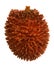 Tropical Pulasan fruit