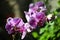 Tropical Purple Orchid at the Mediterranean Conservatory