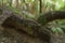 tropical rain forest ferns