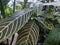 Tropical rain forest plant Sanchezia speciosa with big long veined leaves in the greenhouse