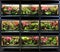 Tropical rain forest terrarium or pet vivarium rack
