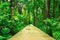 Tropical rainforest in asia with wood walk way, Krabi, Thailand