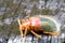 Tropical Rainforest Beetle