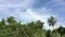 Tropical rainforest and blue sky