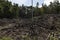 Tropical rainforest, burned and felled in West Papua, Indonesia