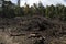 Tropical rainforest, burned and felled in West Papua, Indonesia