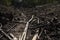 Tropical rainforest, burned and felled in West Papua, Indonesia