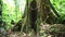 Tropical Rainforest Costa Rica Jungle Detail, Close Up of Trees and Large Twisted Tree Roots, Plants