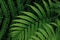 Tropical rainforest fern leaves pattern on black background, lush foliage plant green nature background