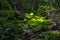 Tropical rainforest forest floor vegetation. Green young plants with sunlight