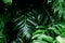 Tropical rainforest green leaf wet raining