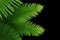 Tropical rainforest green leaves fern foliage plant on black background