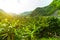 Tropical Rainforest Landscape jungle and mountains