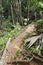 Tropical Rainforest on Mahe, Seychelles