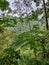 tropical rainforest with many species of ferns in Kediri Regency, East Java, Indonesia