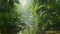 Tropical rainforest. Moving through a tropical forest with a large trees. Green jungle landscape moving beautiful nature