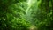 Tropical rainforest. Moving through a tropical forest with a large trees. Green jungle landscape moving beautiful nature