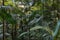 Tropical rainforest with palm trees