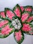 Tropical rainforest plants. caladium bicolor. caladium leaf. Caladium bicolor red flash on white background in white pot