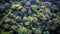 Tropical rainforest, Stunning aerial view of Rainforest. green background