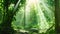 Tropical rainforest with sunbeams shining through the trees, Dense jungle landscape with dark green trees and sunbeams flashing