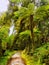 Tropical Rainforest Trail, Mossy Trees Lichens