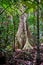 Tropical rainforest tree with buttresses