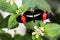 Tropical red black postman butterfly