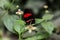 Tropical red black postman butterfly