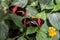 Tropical red black postman butterfly