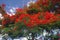 Tropical red flame tree branch leaves flower